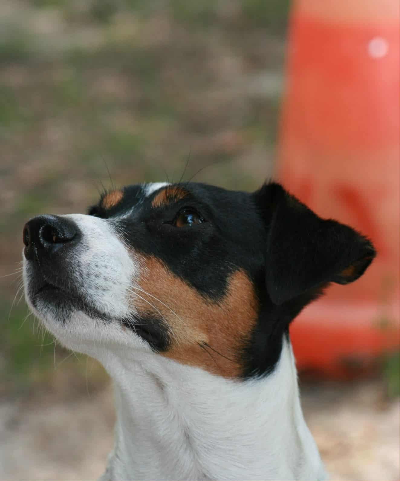 Association canine Ludo Cyno