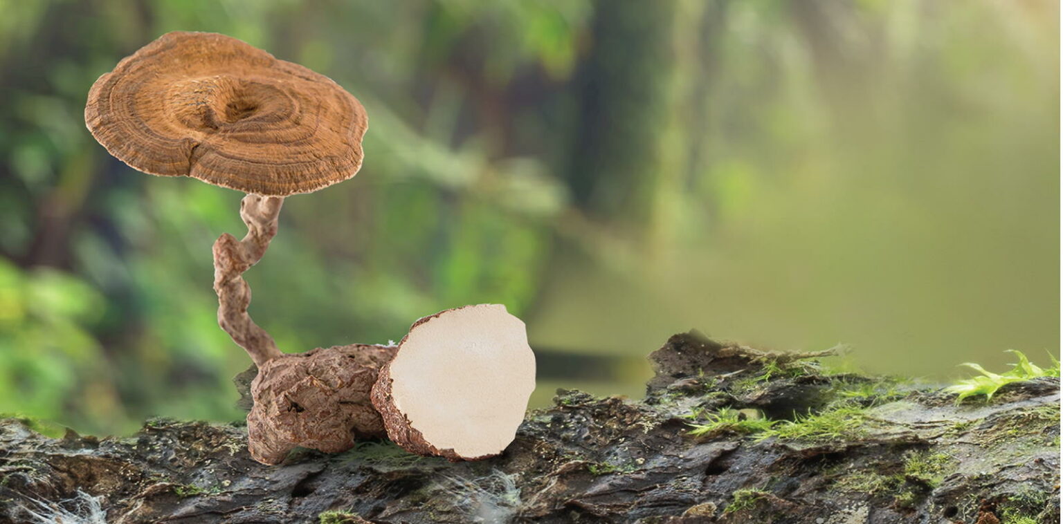 Champignon-tiger-milk-1536x758