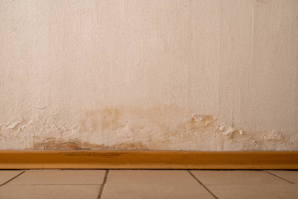 Istockphoto-1393287262-612x612