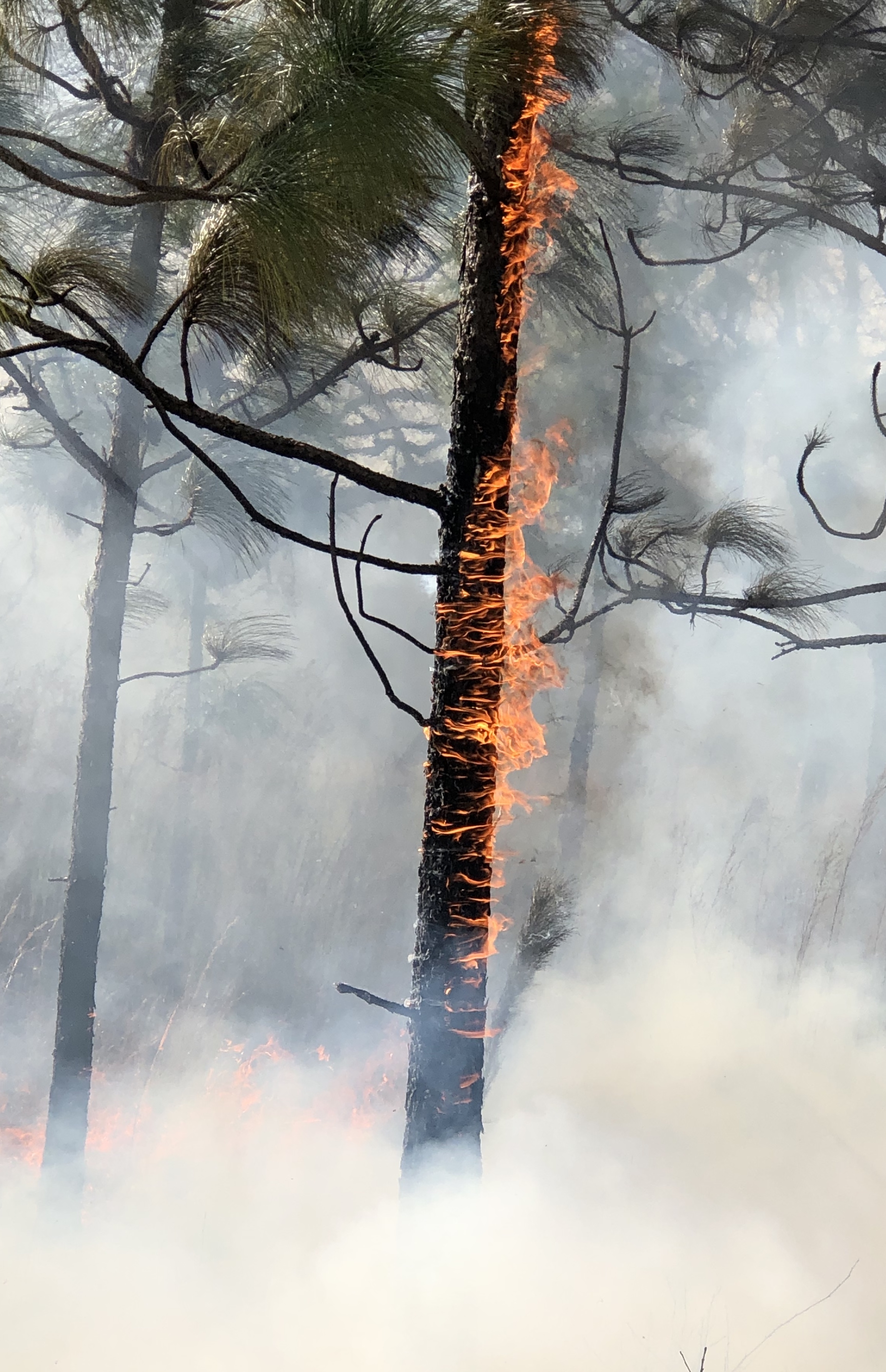 Photo-verticale-d-arbres-en-feu-dans-une-foret-couverte-de-fumee-1-