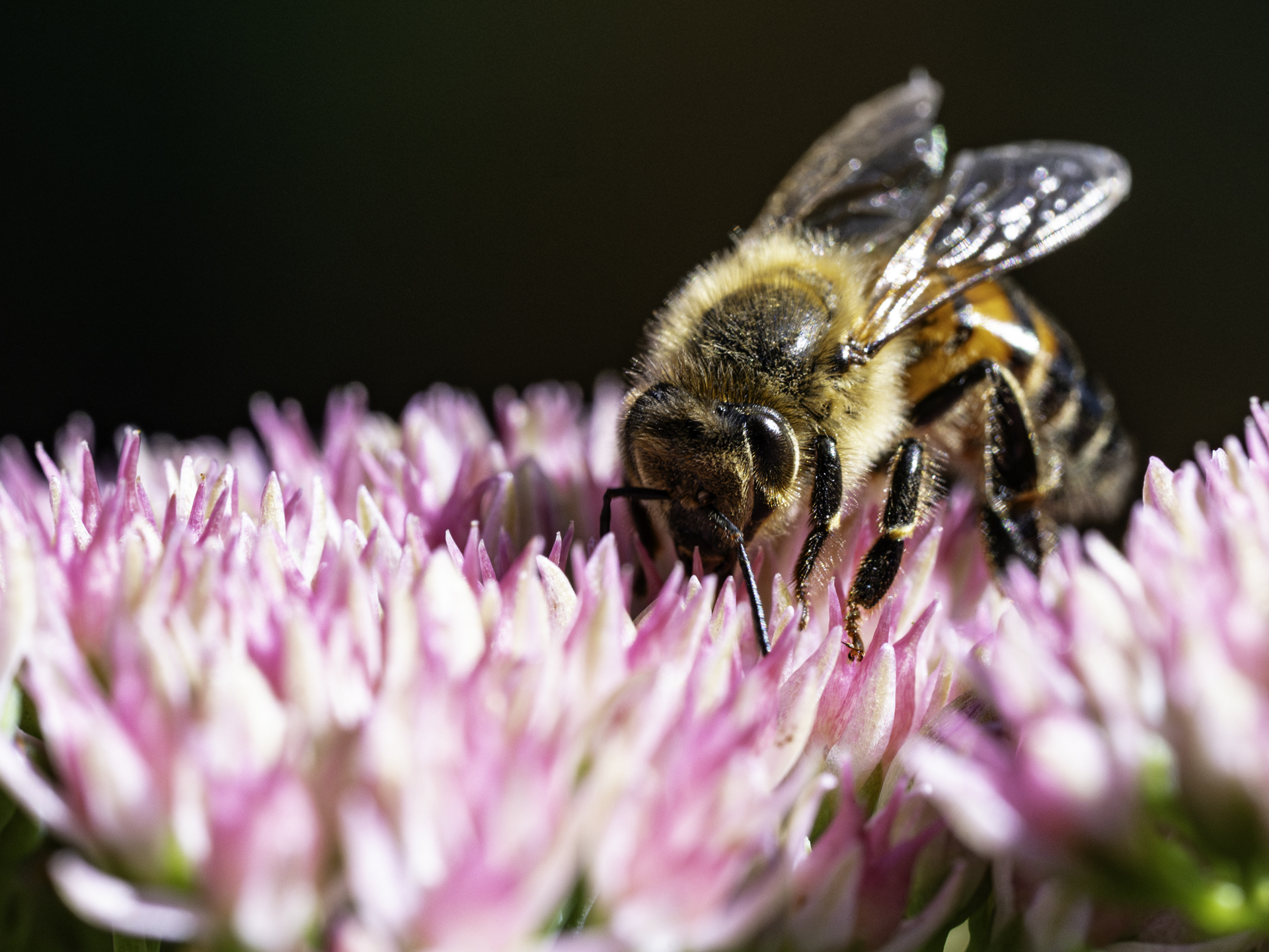  dsc6746 avec accentuation bruit