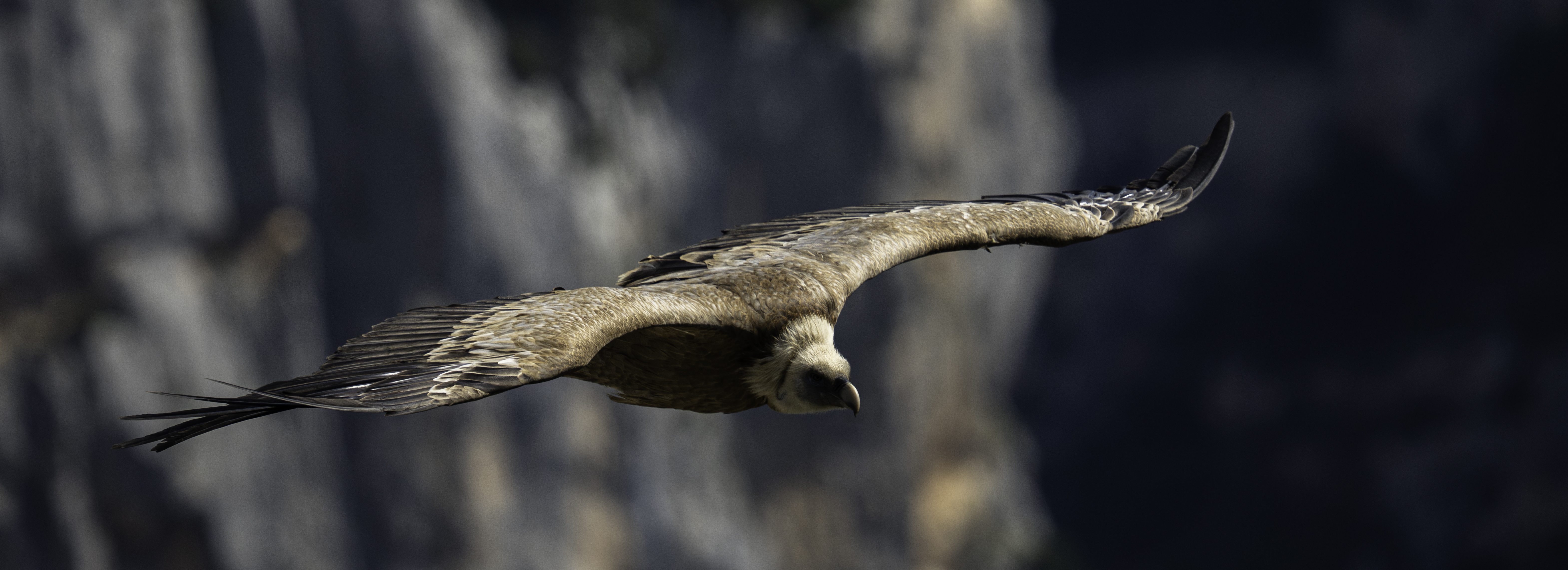  dsc3846 avec accentuation bruit