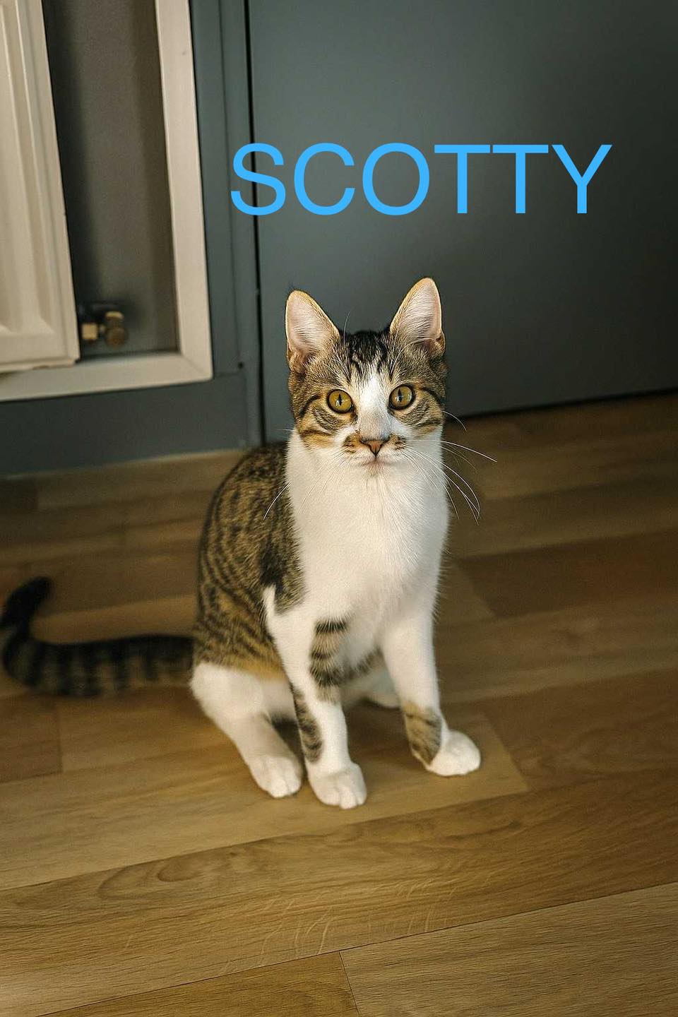 Scotty