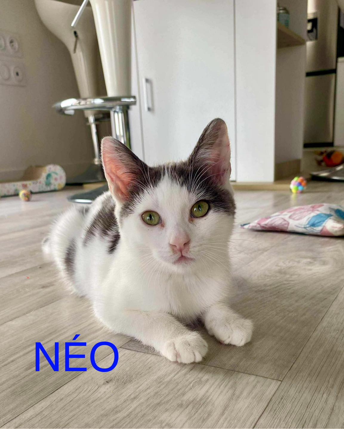 Neo