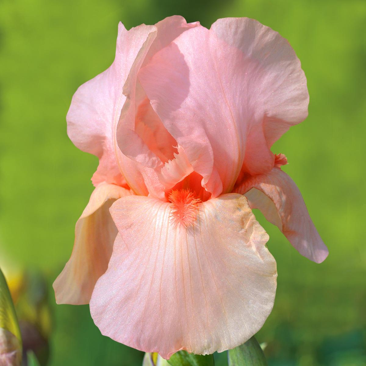 Iris flamant rose zoom