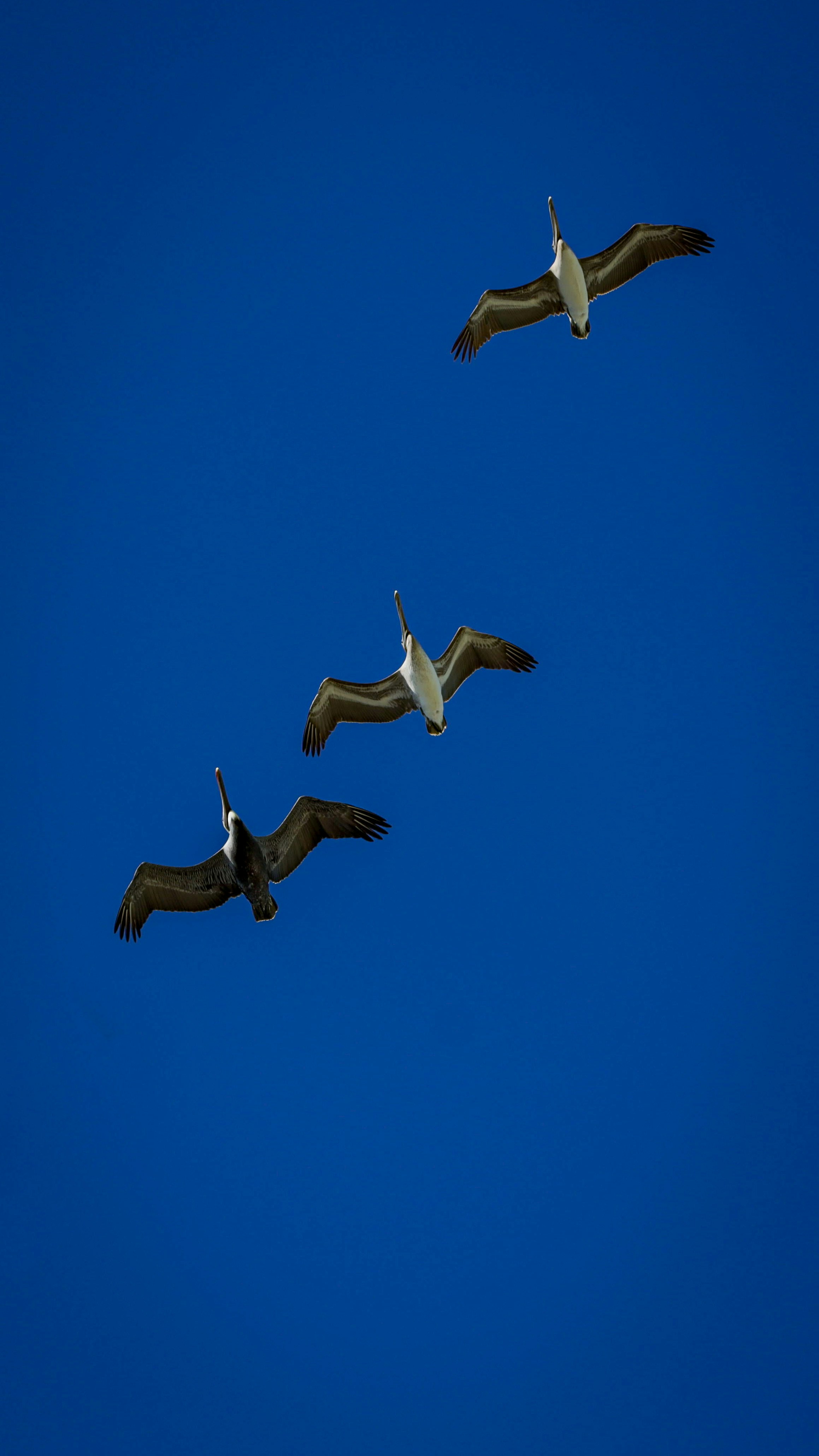 Oiseaux