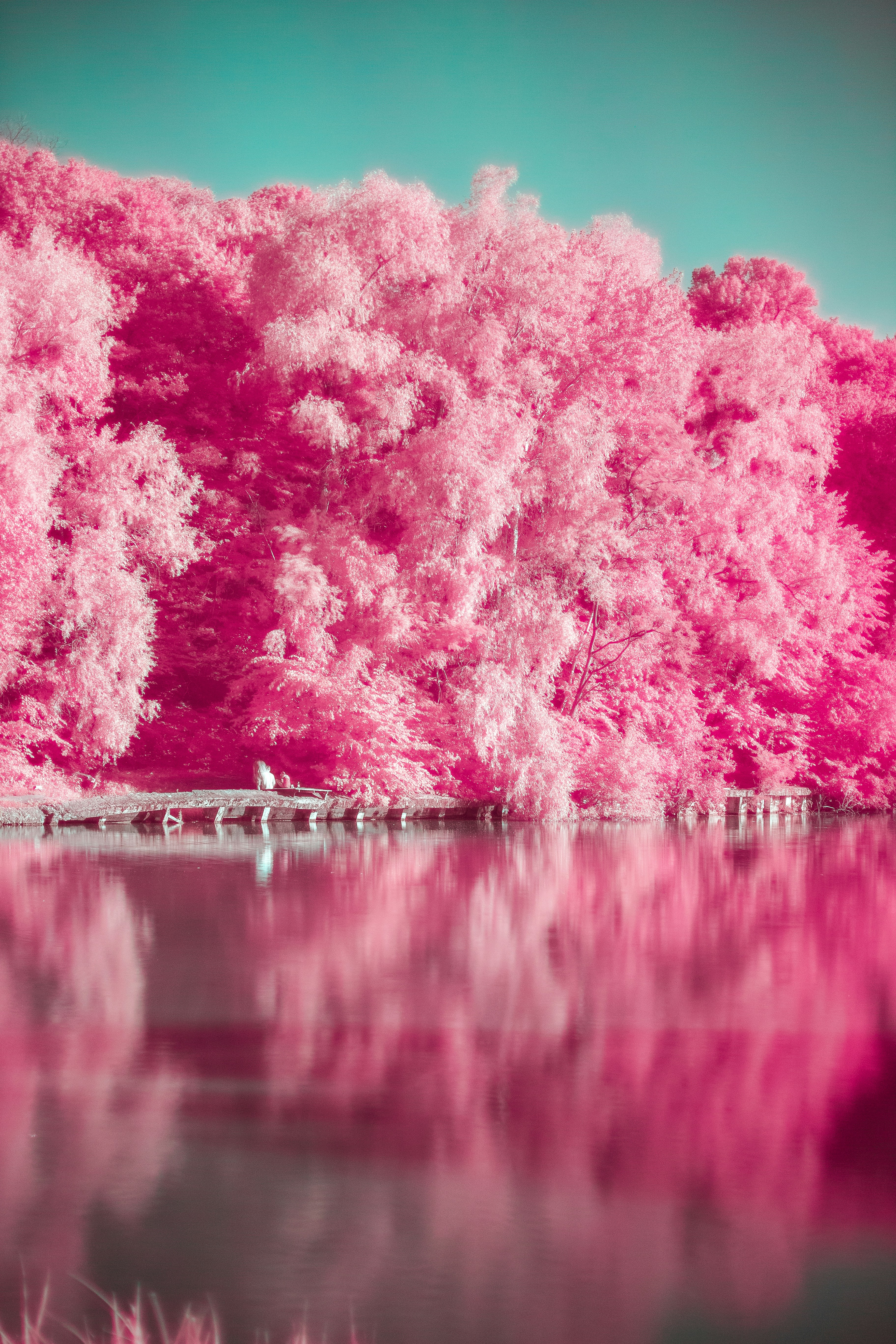 Arbres-roses