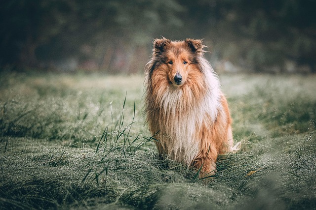 comment empêcher mon chien d'aboyer en mon absence