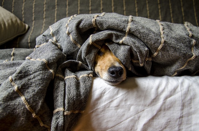 professionnel pour chien qui aboie quand je pars