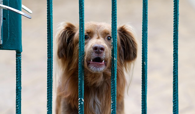 mon chien aboie quand je pars