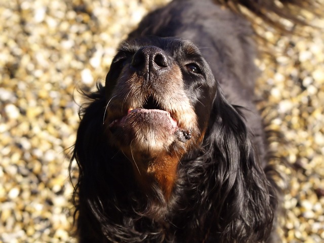 pourquoi mon chien aboie en mon absence