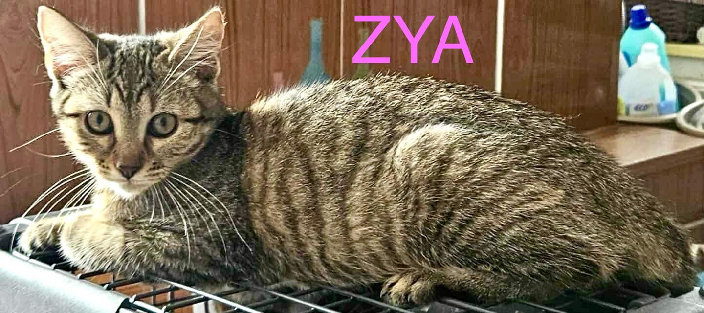 Zya