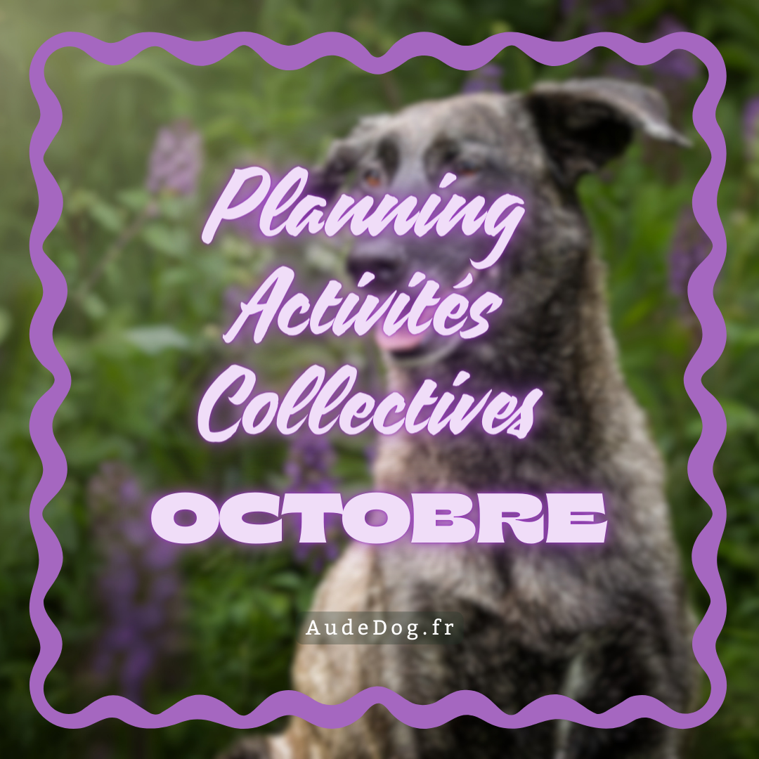 Planning des activités collectives d'Octobre