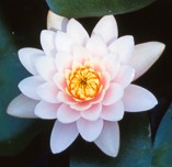 Nenuphar