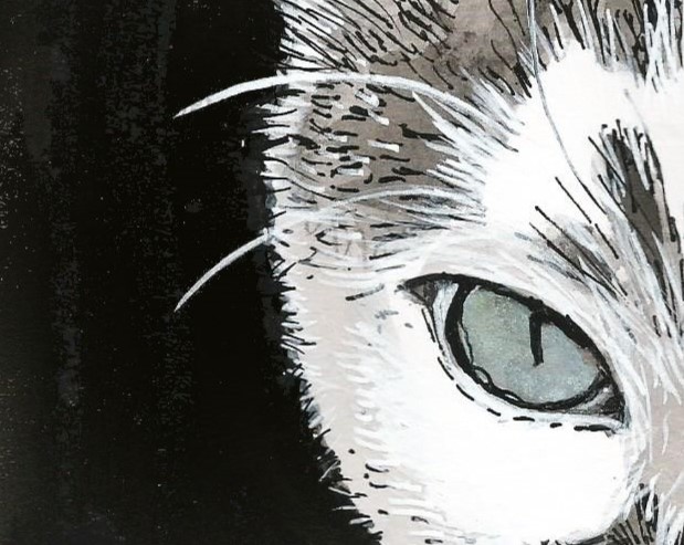 Chat noir et blanc gros plan