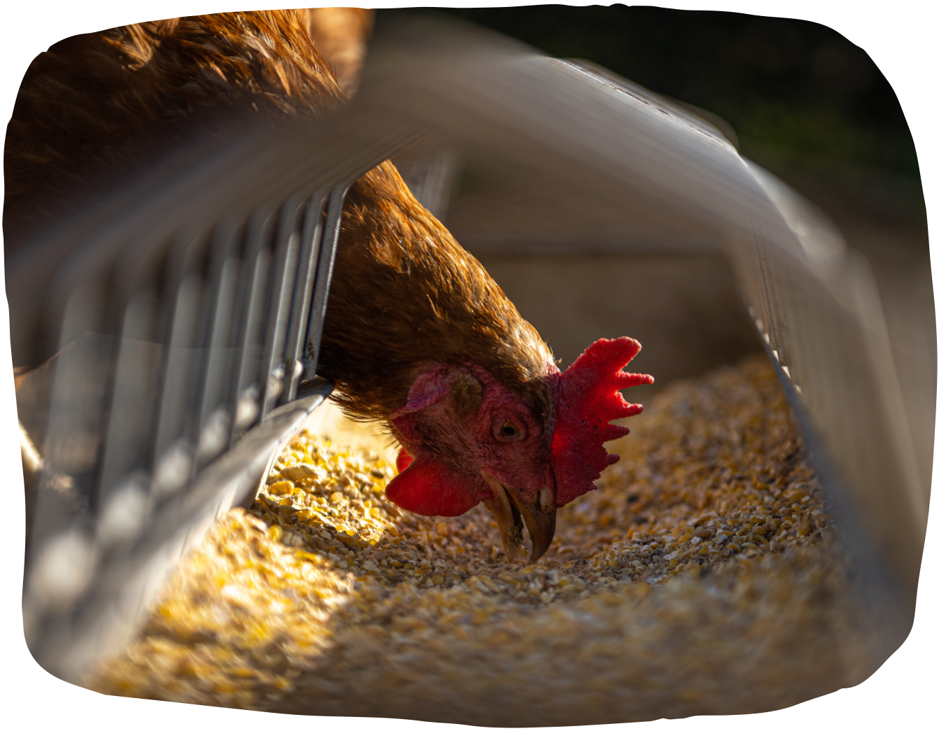 Eleveur ou producteur manipulant de la nourriture pour animaux, secteur nutrition animale