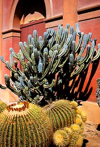 Le Cactus et le Jardinier