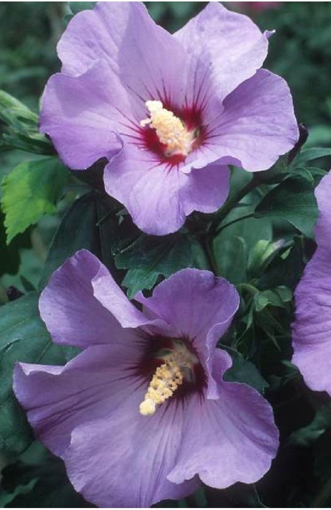 Hibiscus syriacus marina hibiscus alth a