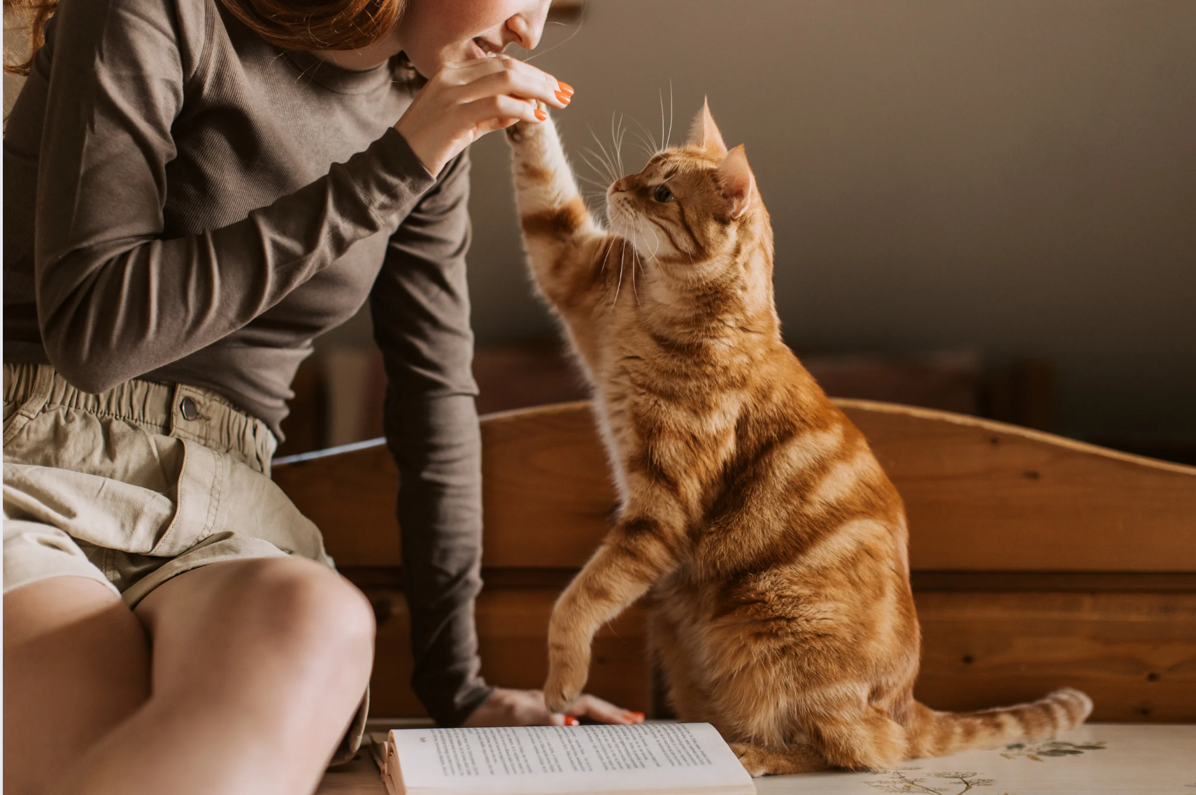 Pourquoi la visite à domicile est souvent meilleure qu’une chatterie pour les chats à La Réunion
