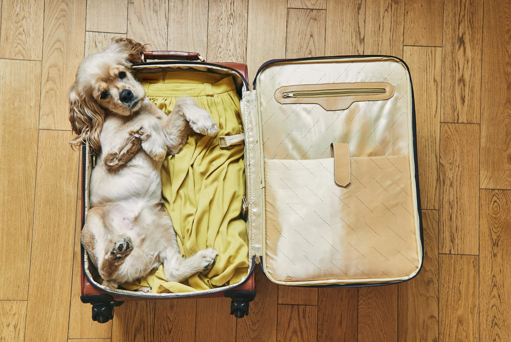 Checklist pratique : que mettre dans le sac de son chien pour une pension à La Réunion
