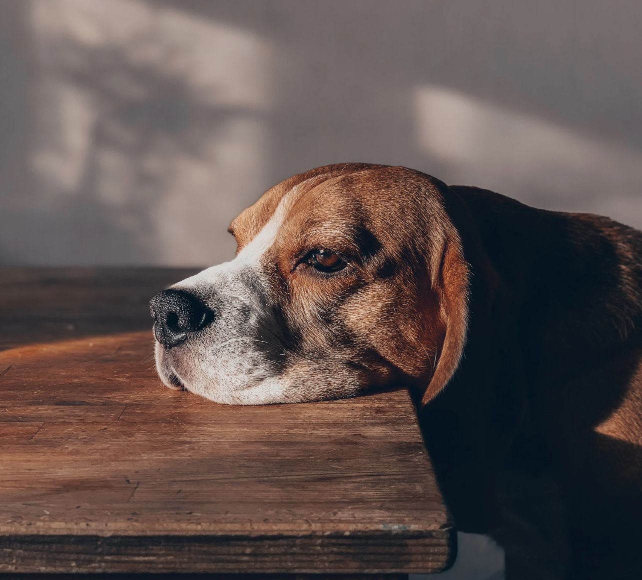 Conseils pour gérer l’anxiété de séparation chez le chien à La Réunion