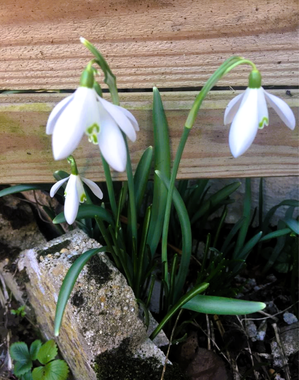 Le Premier Bonheur du Printemps