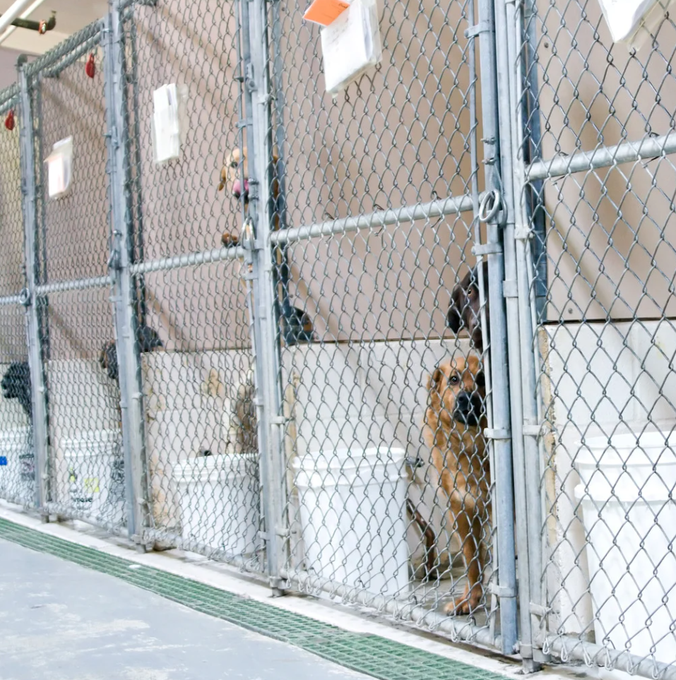 Pension pour chien à Saint-Denis (La Réunion) : chenil, pension familiale ou dog sitter ?
