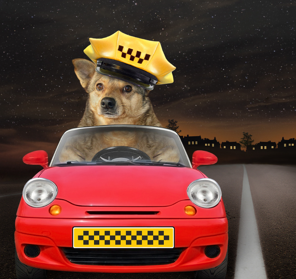 Taxi animalier à Saint-Denis (La Réunion) : un service légal et unique avec Pets Service 974