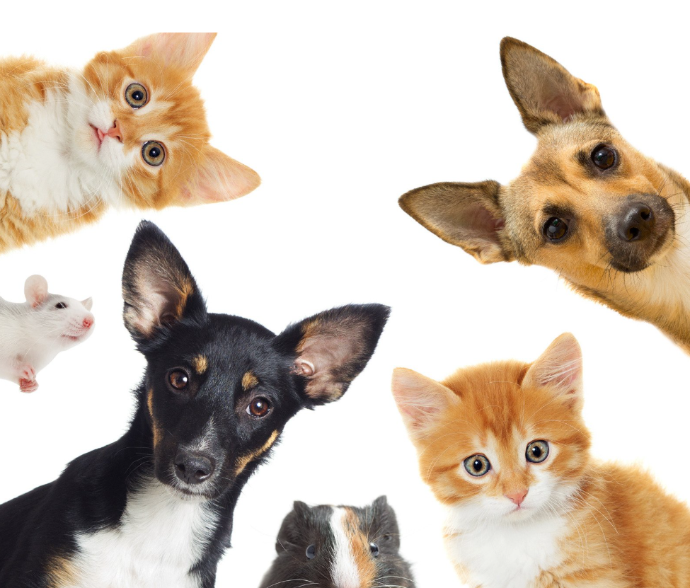 Pet sitting à domicile à Saint-Denis (La Réunion) : une solution idéale pour chiens et chats