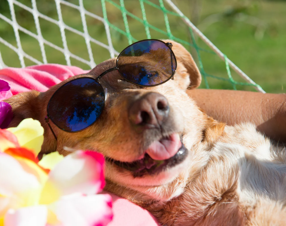 Pension canine familiale à Saint-Denis (La Réunion) : une alternative au chenil