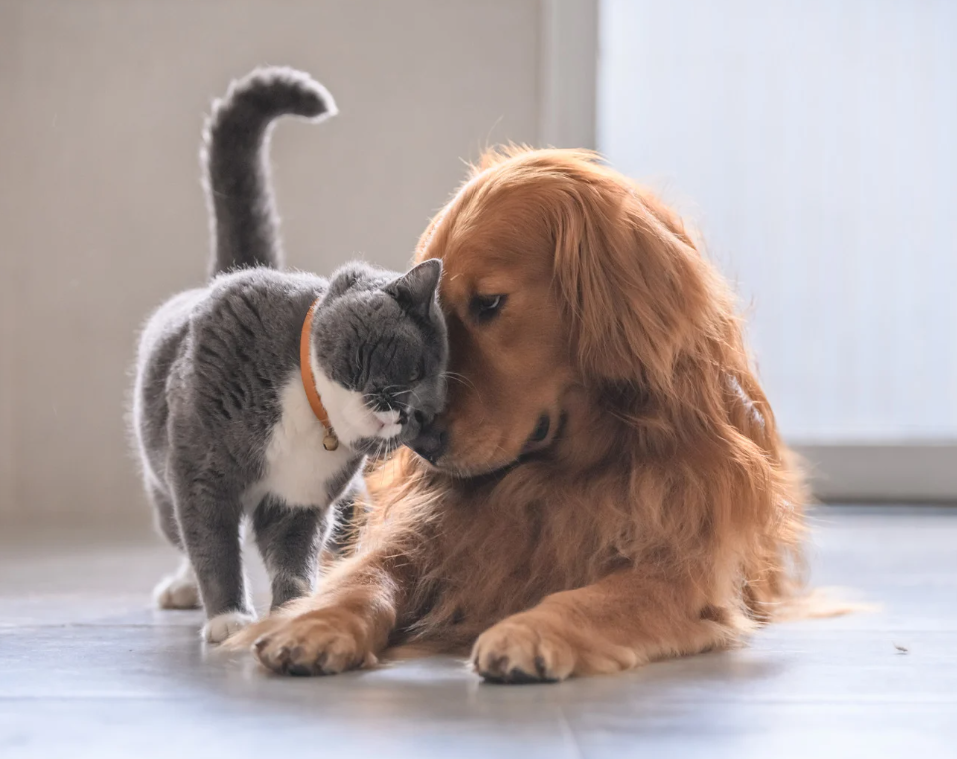 Comment gérer l’anxiété de son animal pendant une garde à Saint-Denis (La Réunion) ?