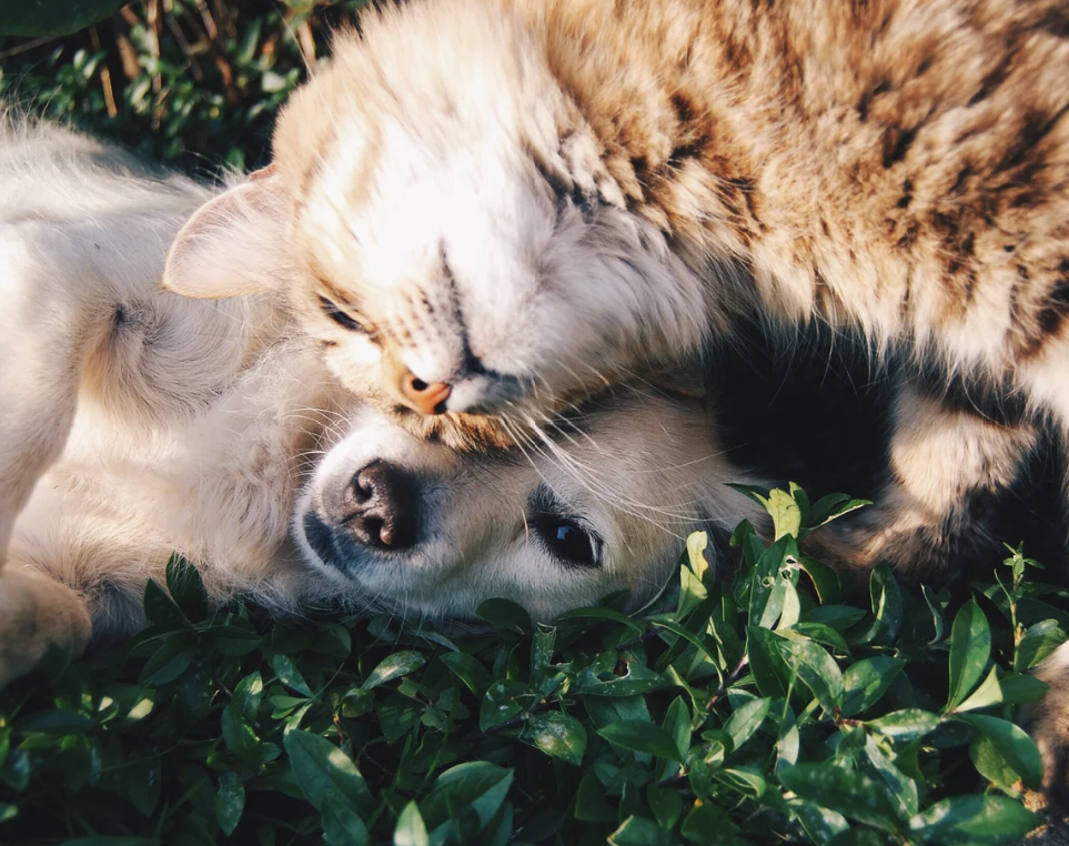 Garde d’animaux pas chère à Saint-Denis (La Réunion) : quelles solutions locales ?