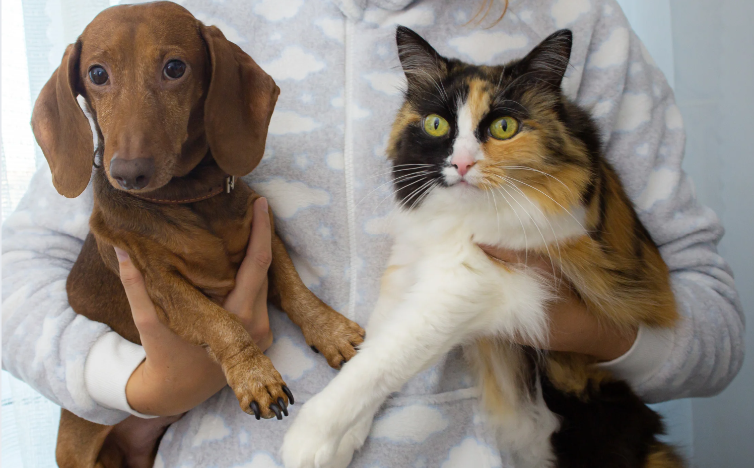Pension ou un pet sitter à Saint-Denis (La Réunion) pendant les vacances scolaires : nos conseils