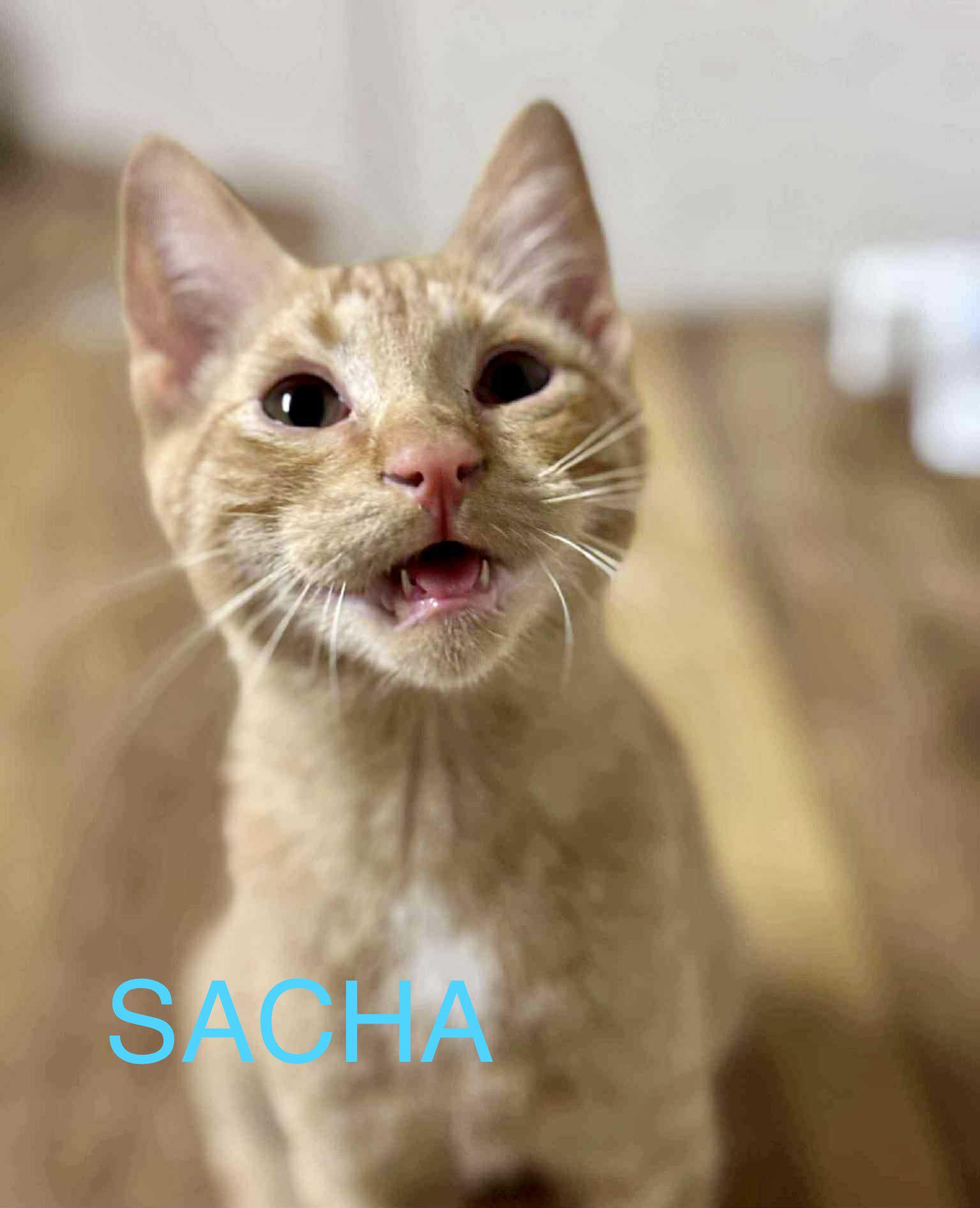 Sacha
