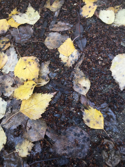 Nature en Automne