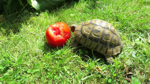 Tortuga 