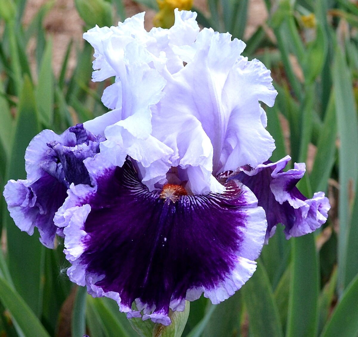 Daring deception 1200x1130