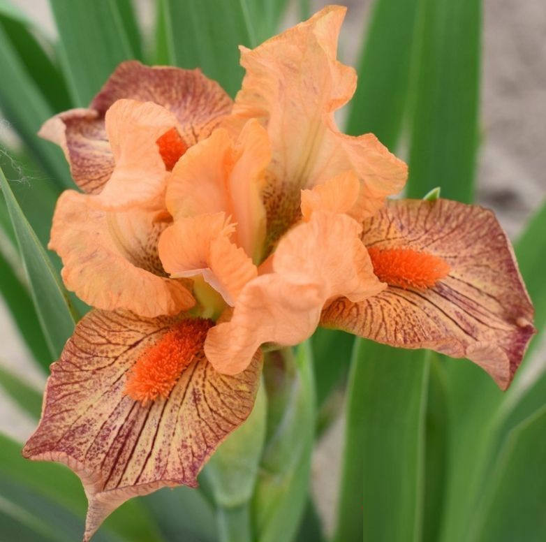 Iris naine hot lava
