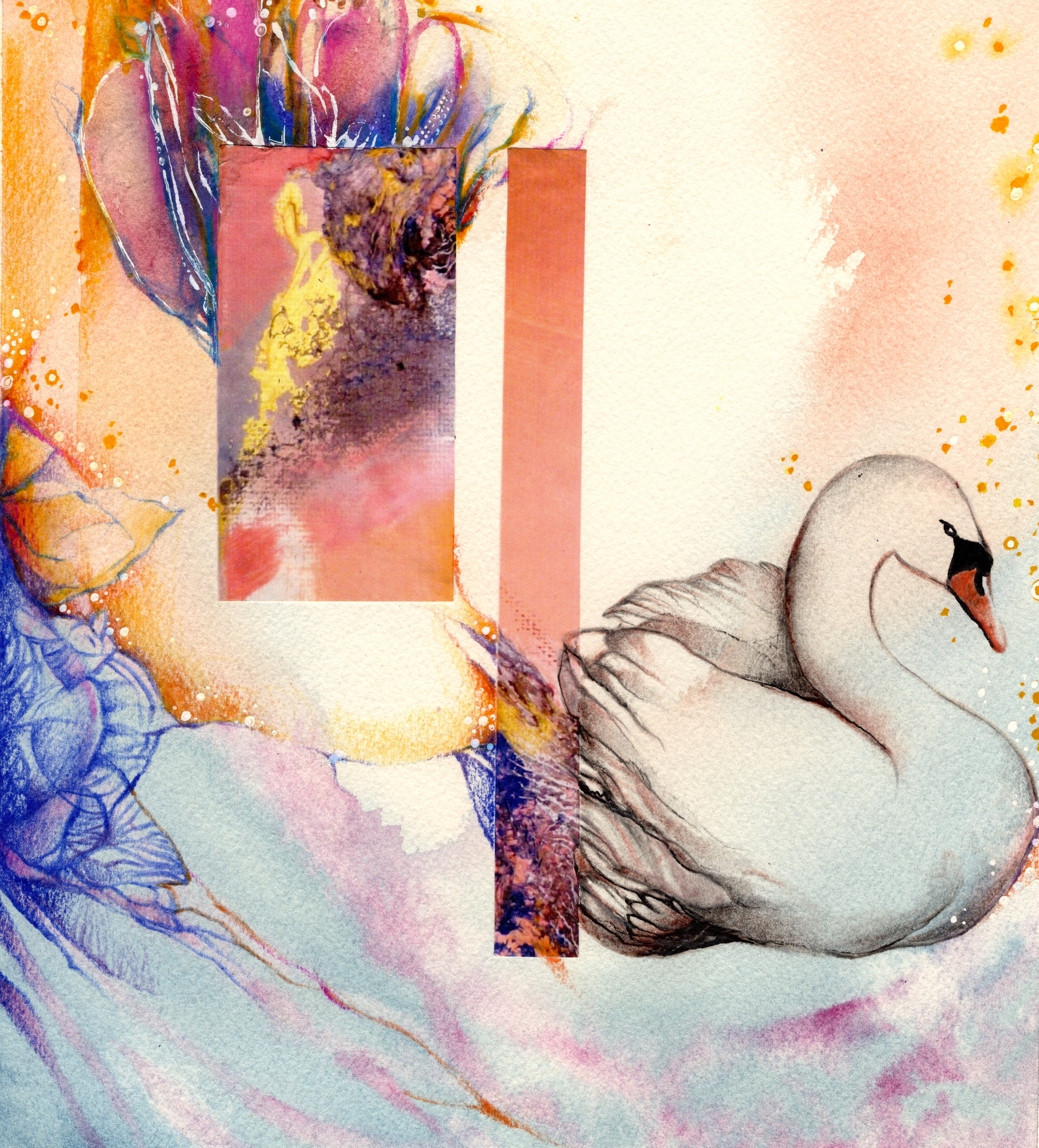 Cygne
