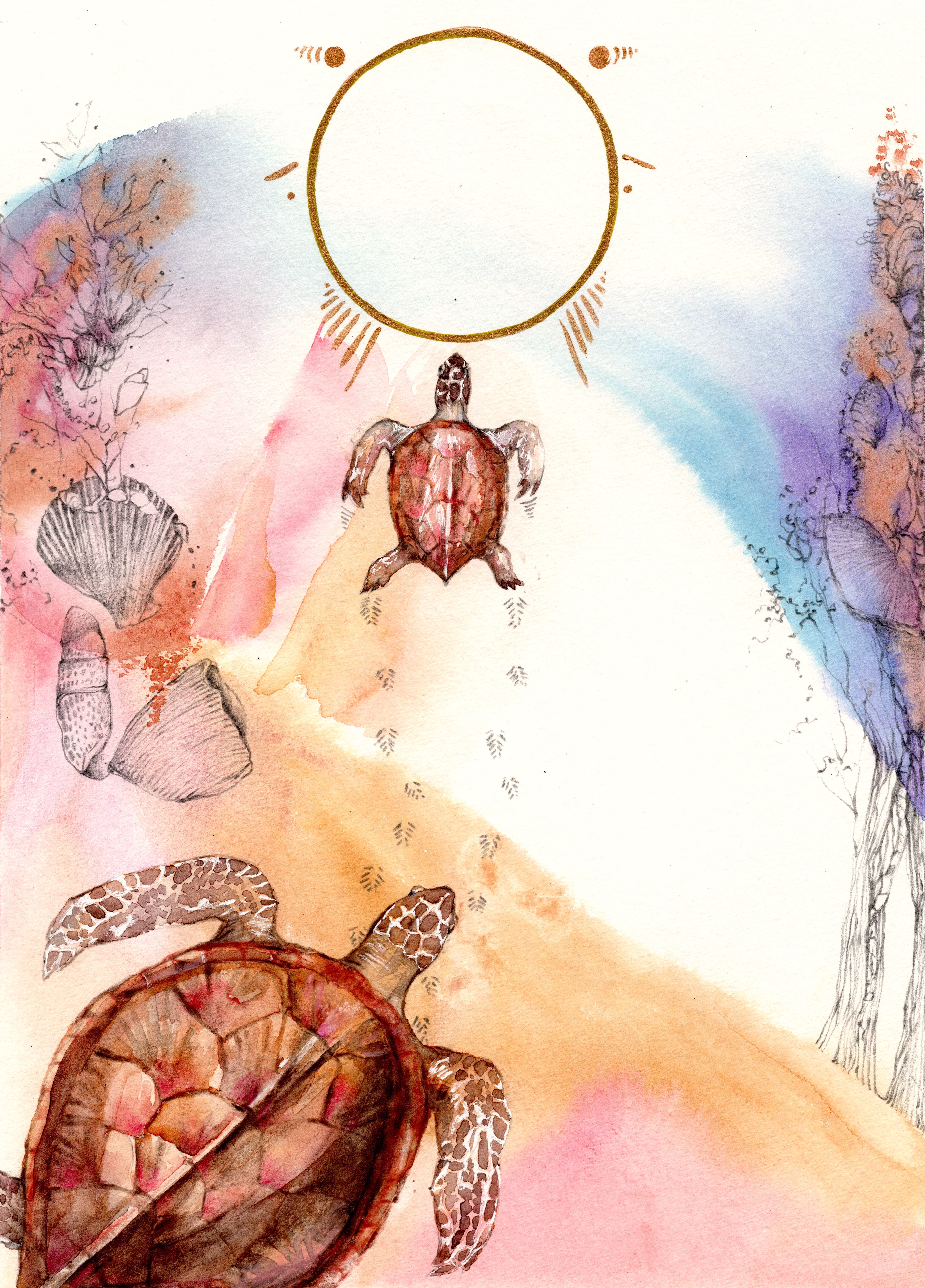 Tortue
