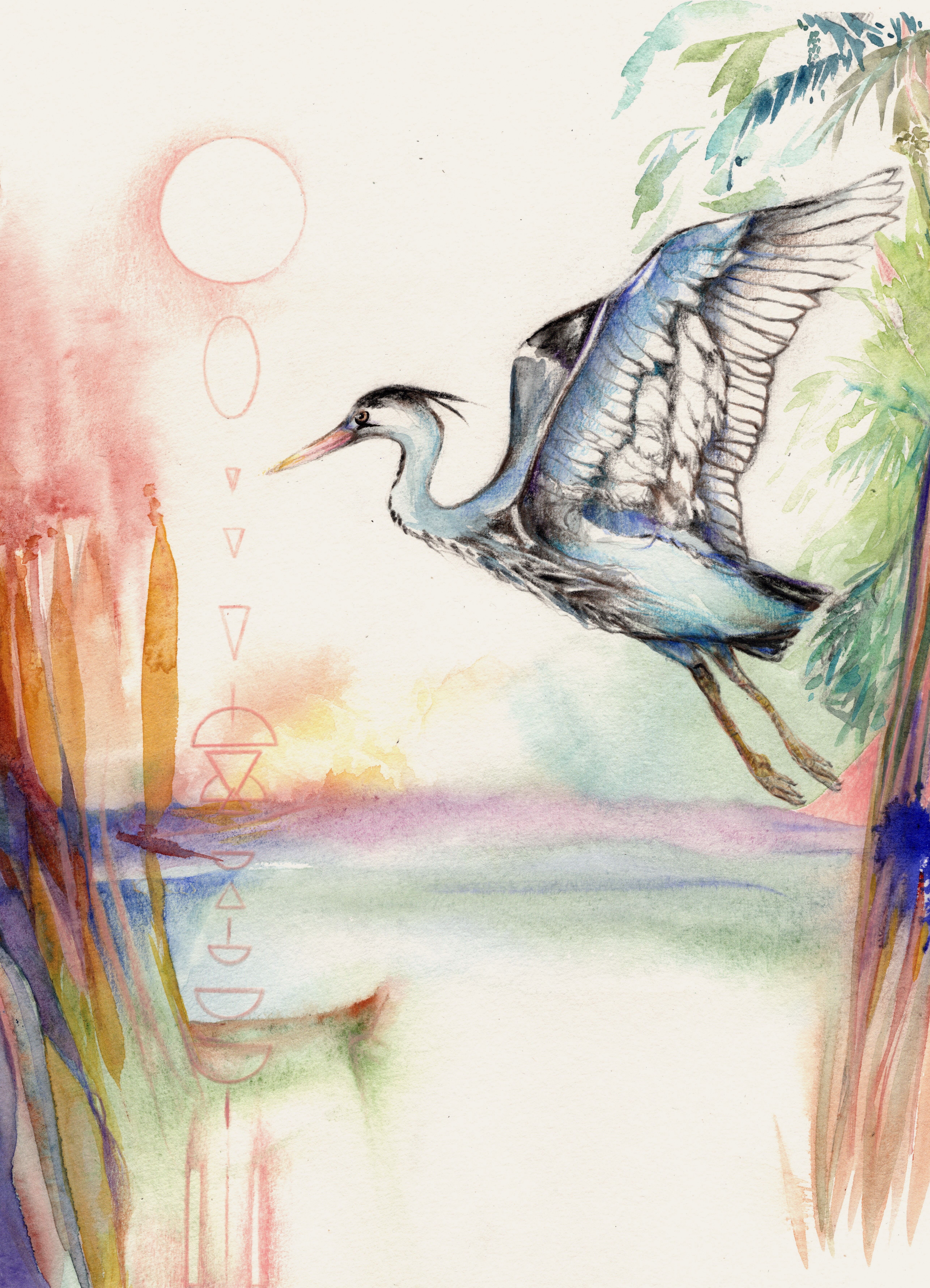 Heron cendre