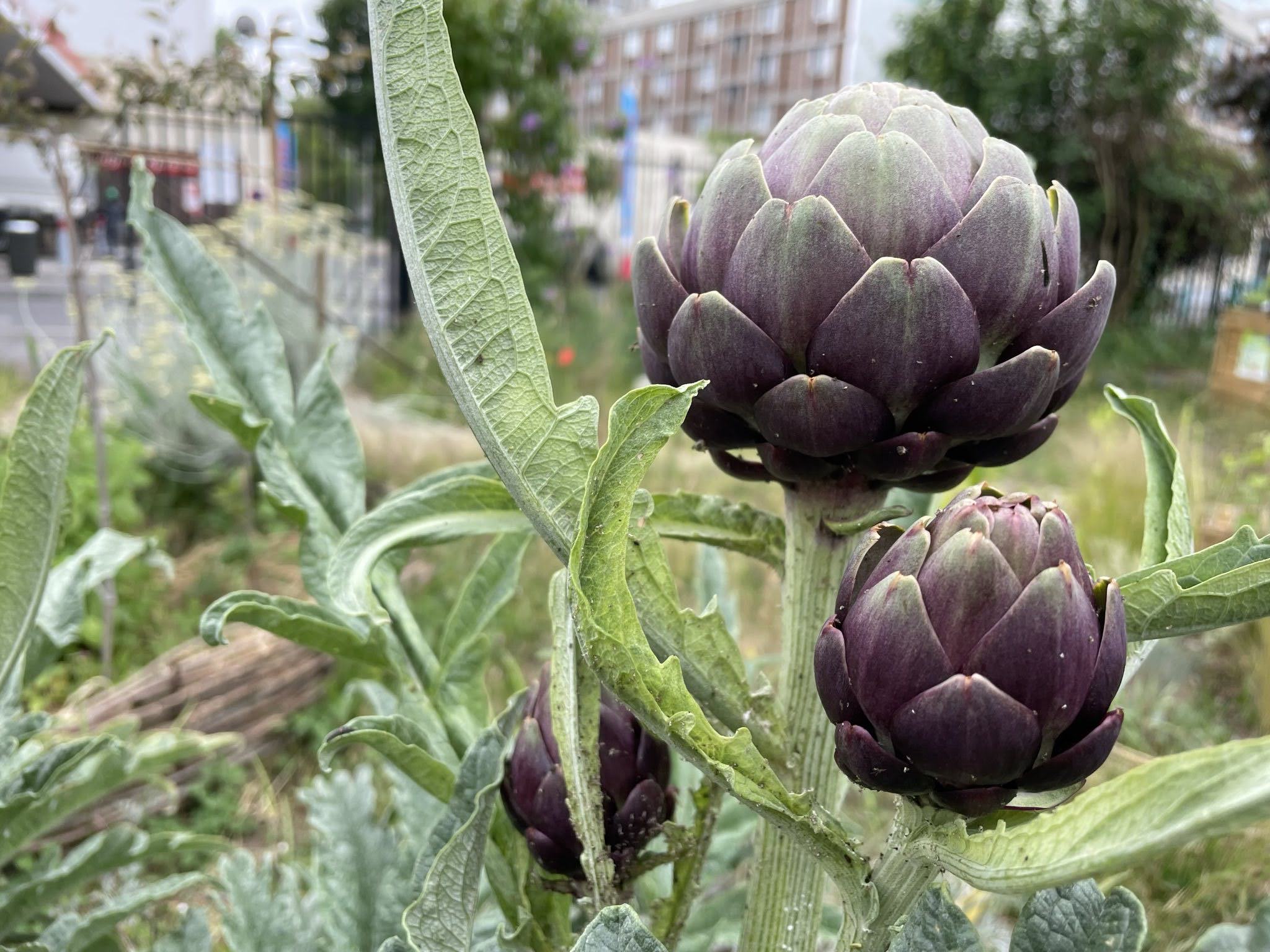 Signal-2025-05-24-114033-11