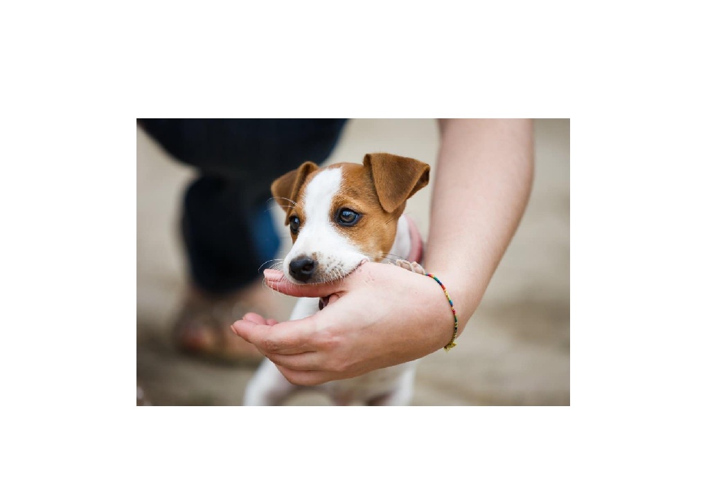 Le mordillement chez le chiot