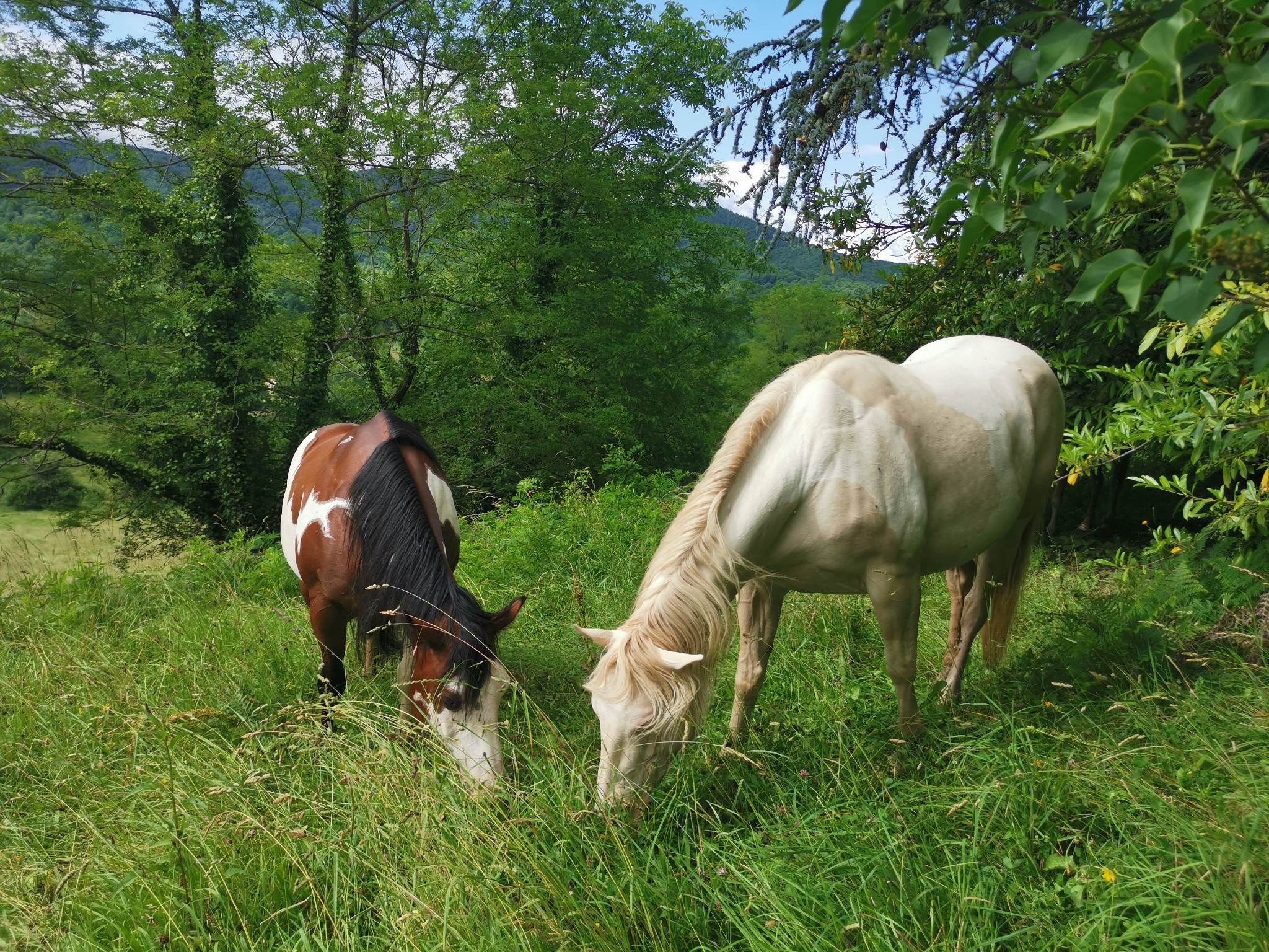 85ADF349-40BB-422B-9EA7-68F340259443