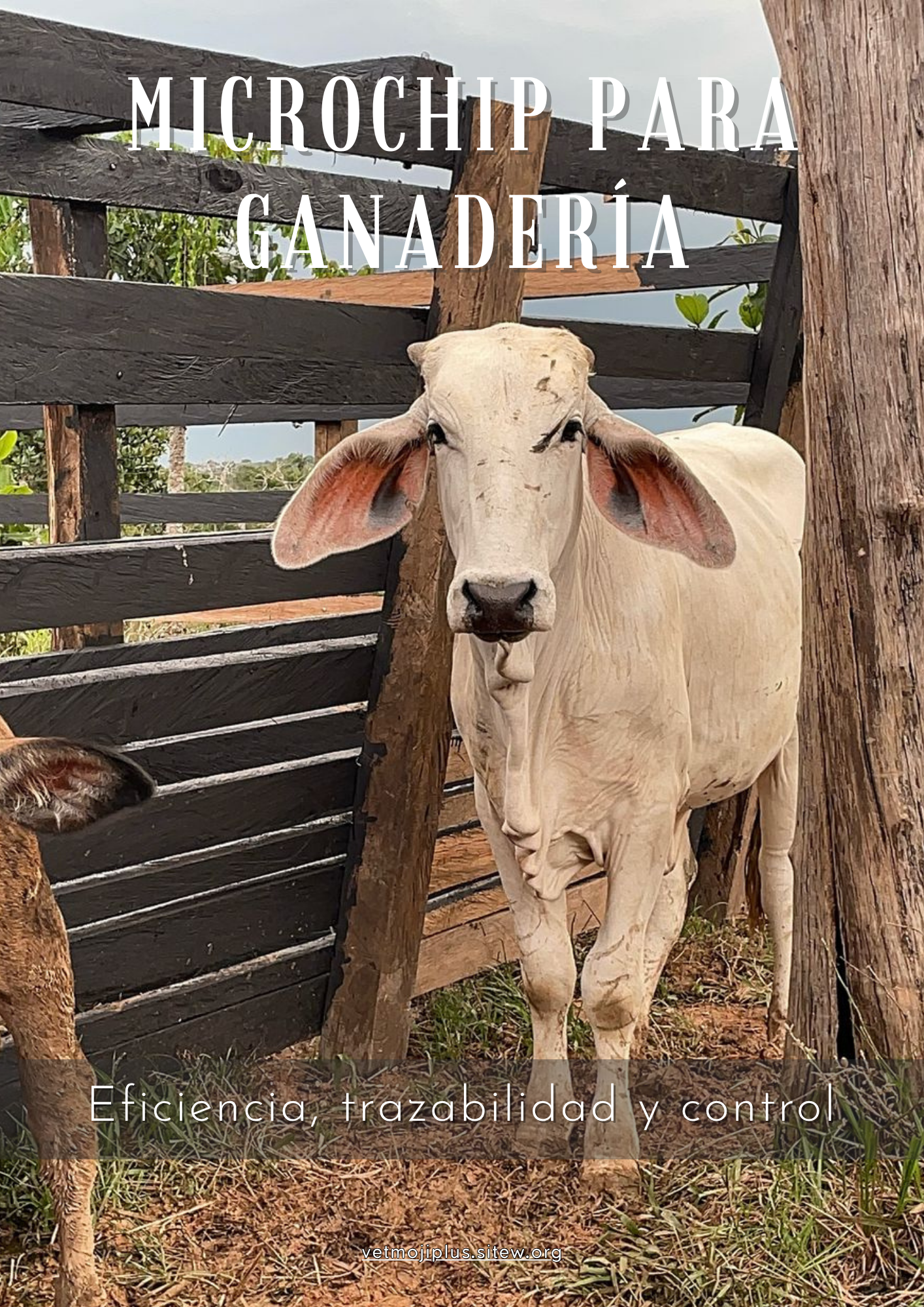 Documento a4 redes sociales marketing plantilla fotos moderno negrita gris 2025 10 04t223700 535