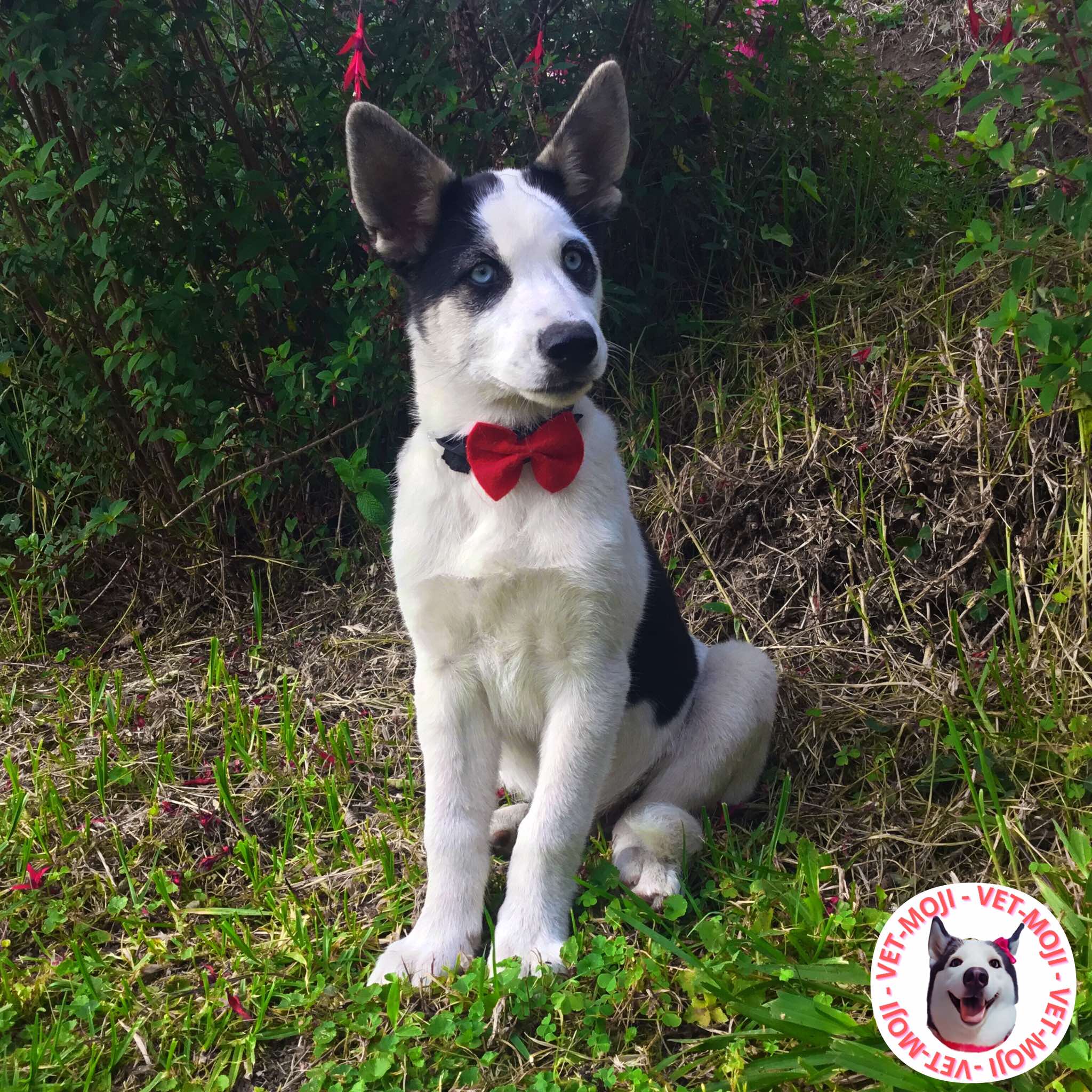 458200271 1220956019358498 5680437249578176929 n