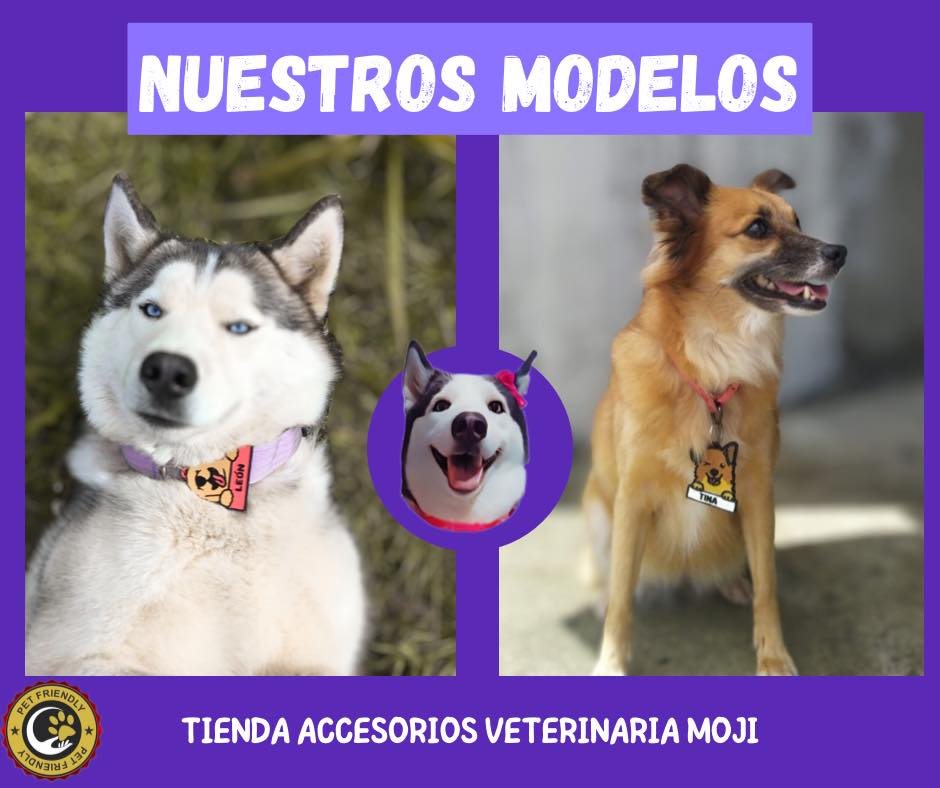 357785561 133005629821974 4180463115729065965 n