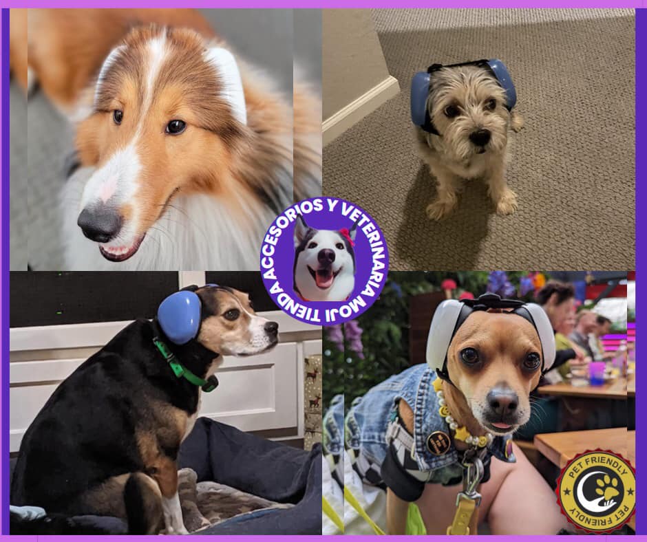 355882138 122872264168644 7427384549939596982 n