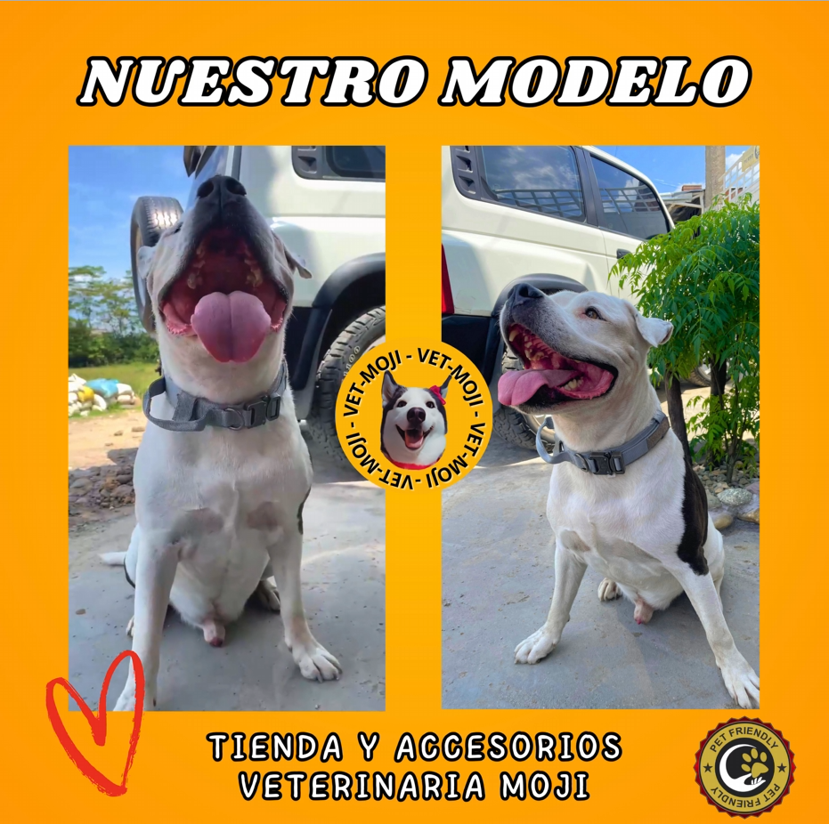 Captura de pantalla 2025 10 05 014031