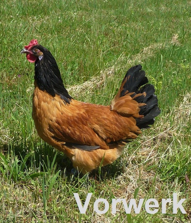 Poule-Vorwerk
